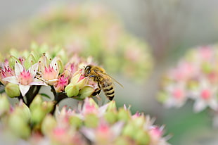 bee on pink flower HD wallpaper