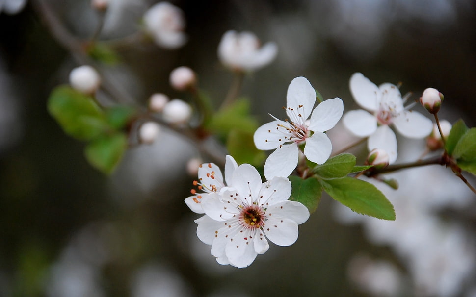 selective focus of white petal flowers HD wallpaper