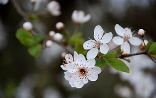 selective focus of white petal flowers