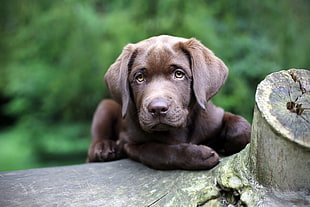 selective focus photo of chocolate Labrador Retriever puppy