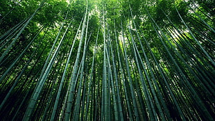 green trees, bamboo, plants, nature, forest