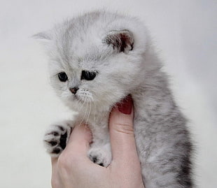 white Persian cat, animals, kittens, cat