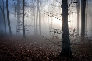landscape photo of tall trees during fog