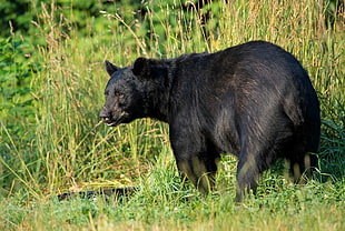 black bear standing on green grass photograph