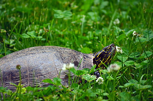 closeup photograph of tortoise walking on green grass, painted turtle