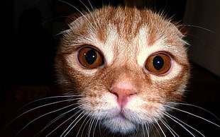 macro shot photo of brown tabby cat