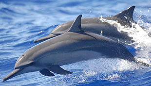 two gray dolphin above water during daytime