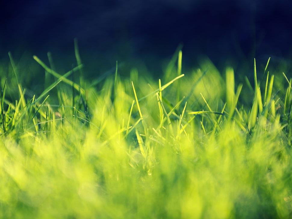 green grass in focus photography HD wallpaper