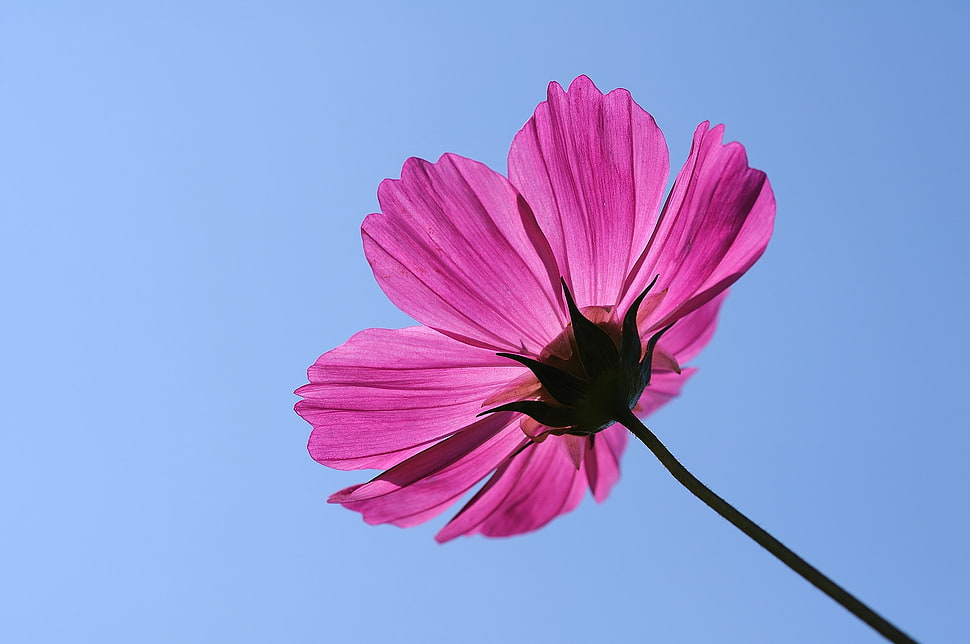 pink poppy flower in low-angle photo HD wallpaper