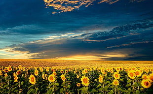 Sunflower field during golden hour HD wallpaper