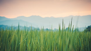 green grass field, grass, green, plants HD wallpaper