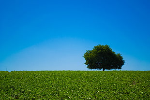 landscape photography of tree on field under blue sky