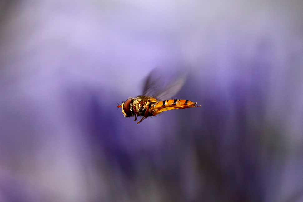 orange and black Hoverfly HD wallpaper