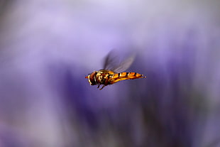 orange and black Hoverfly