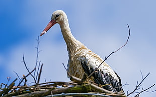 white stork perched on tree twigs HD wallpaper