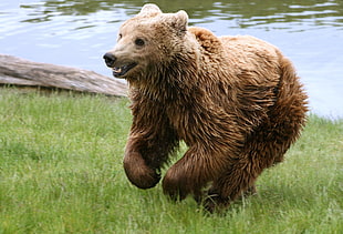 brown bear walking on the green grass field near the body of water