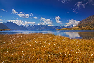 brown grass field beside of body of water landscape view HD wallpaper