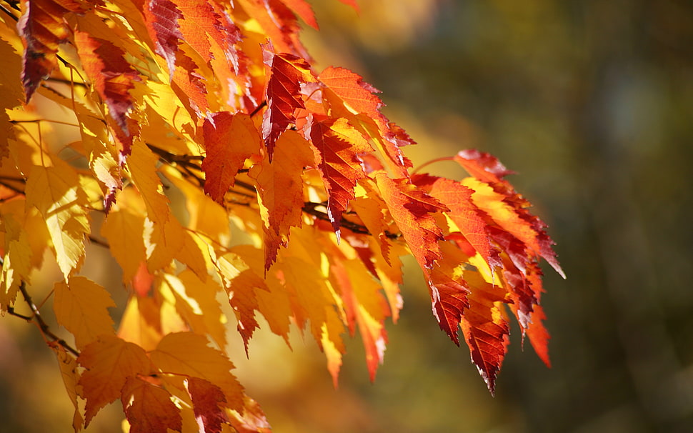 Maple leaves closeup photo HD wallpaper