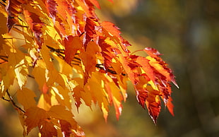 Maple leaves closeup photo