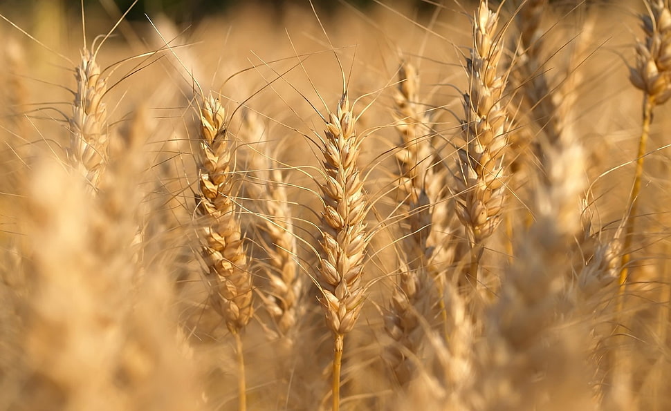 brown rice grains HD wallpaper