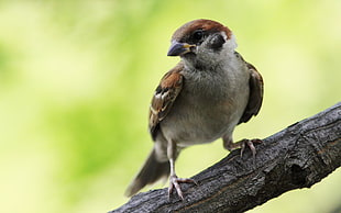 brown and beige short-beak bird HD wallpaper
