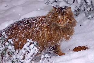 animal photography of brown wild cat, cats, dogs