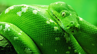 green and white python, nature, animals, snake, green