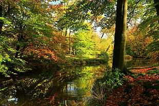 body of water surrounded by trees during daytime