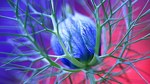 photography of blue flower