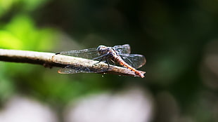 brown dragonfly, nature, dragonflies, animals, insect