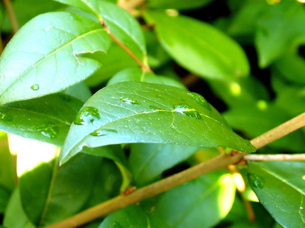 green leath HD wallpaper