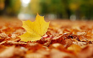 yellow Maple leaf HD wallpaper