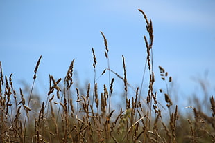 view of grain plants on field, grass HD wallpaper
