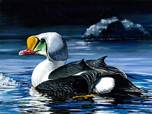 black and white duck on body of water