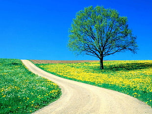 green tree HD wallpaper