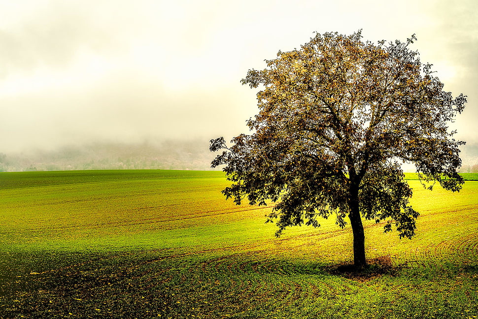 landscape photography of tree on grass field HD wallpaper