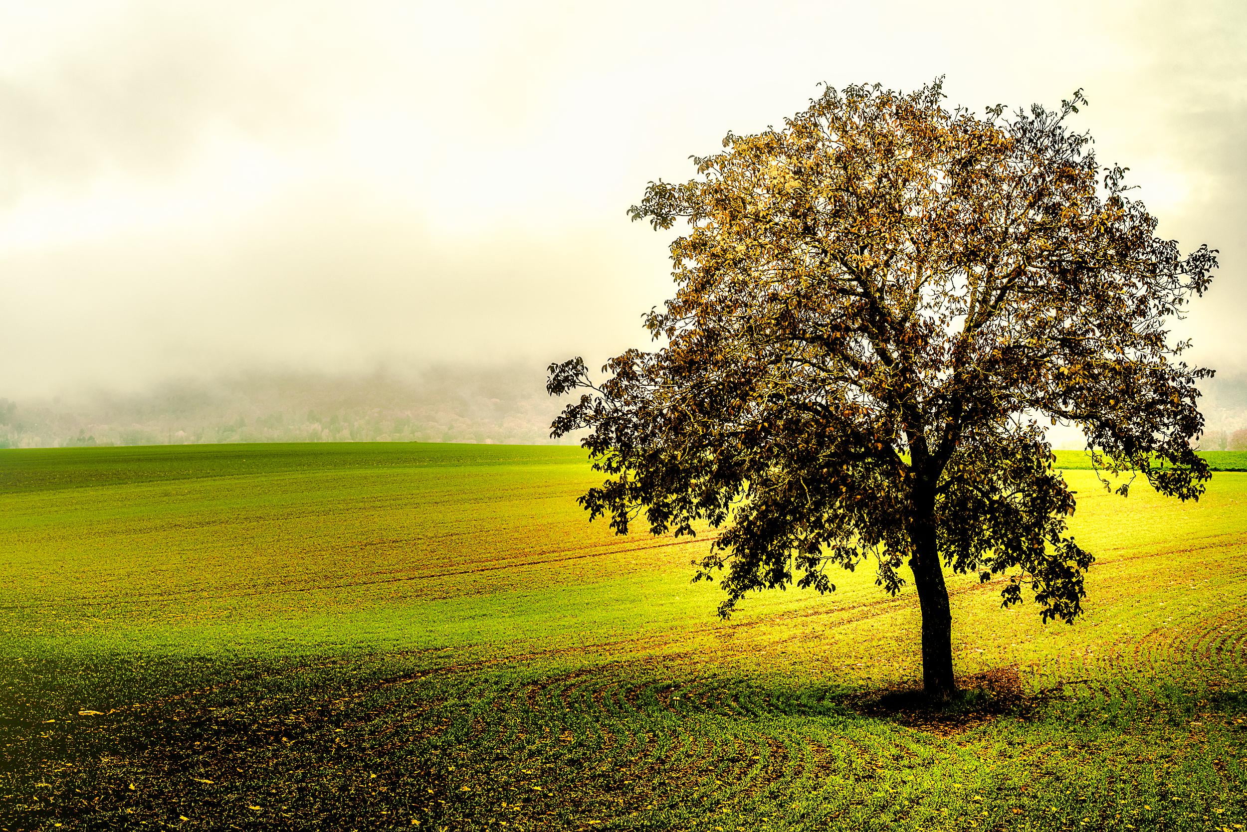 landscape photography of tree on grass field