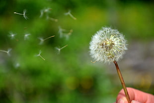 micro photography of person holding white Dandelion