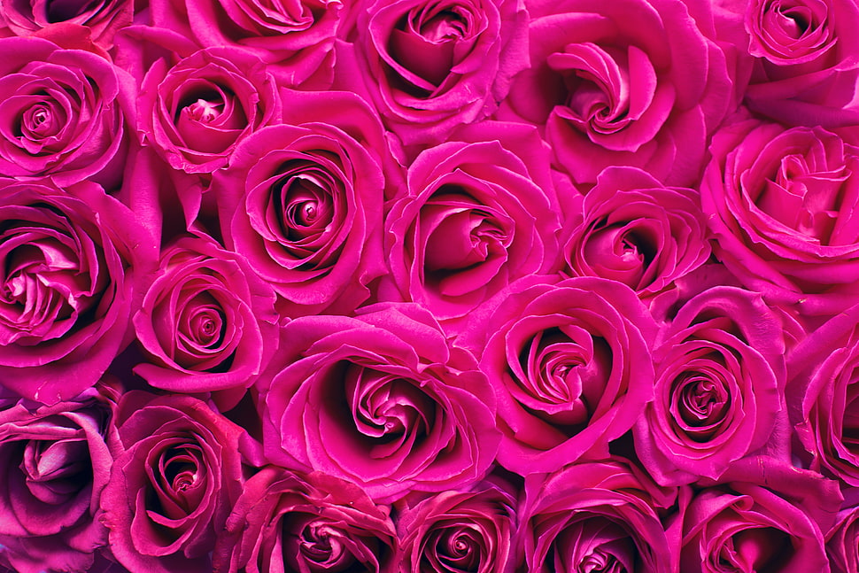 pink roses bouquet HD wallpaper
