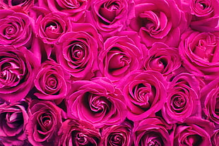 pink roses bouquet HD wallpaper