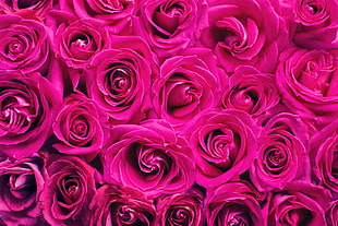 pink roses bouquet