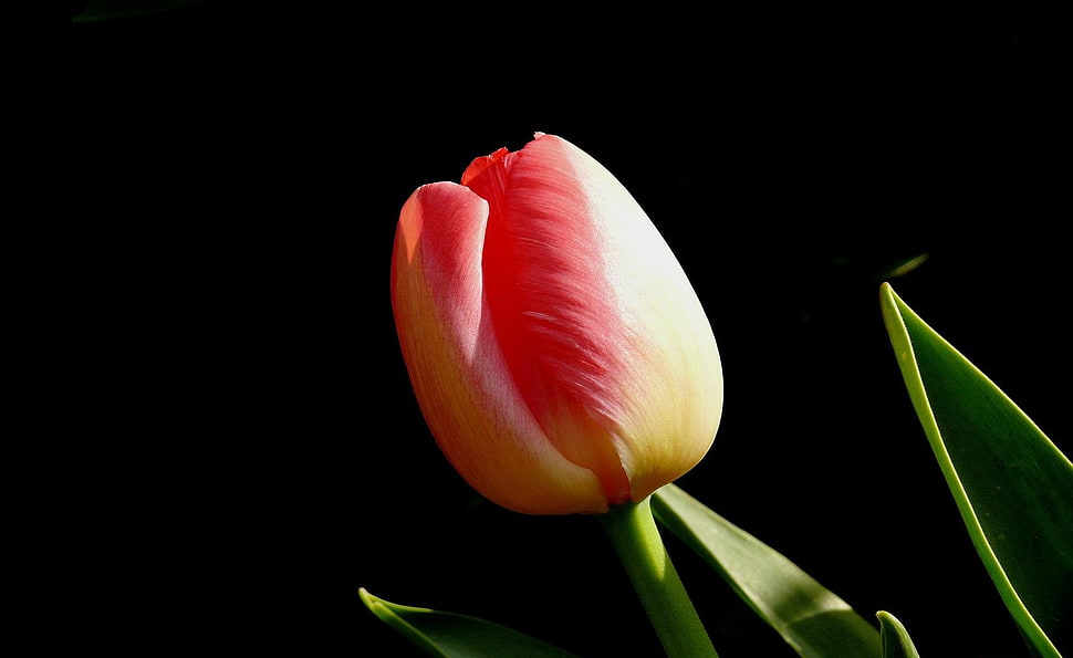 closeup photo of pink and yellow Tulip flower HD wallpaper