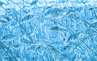 grains during winter HD wallpaper