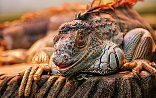 gray reptile animal, reptiles, iguana, lizards