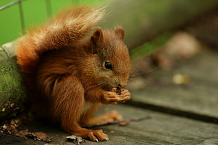 selective focus of brown squirrel eating nut