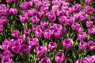 pink Tulips closeup photo at daytime