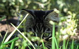 closeup photo of kitten on the grass field