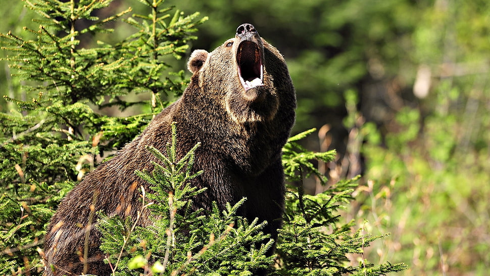 Bear,  Angry,  Grass,  Trees HD wallpaper
