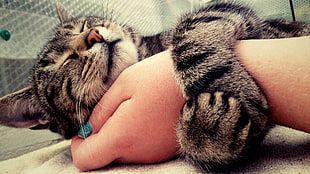 brown tabby cat, cat, animals, hands, painted nails