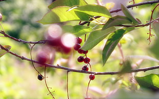 shallow focus photo of round red fruits